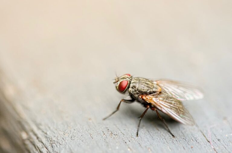 Como afastar as moscas de sua casa