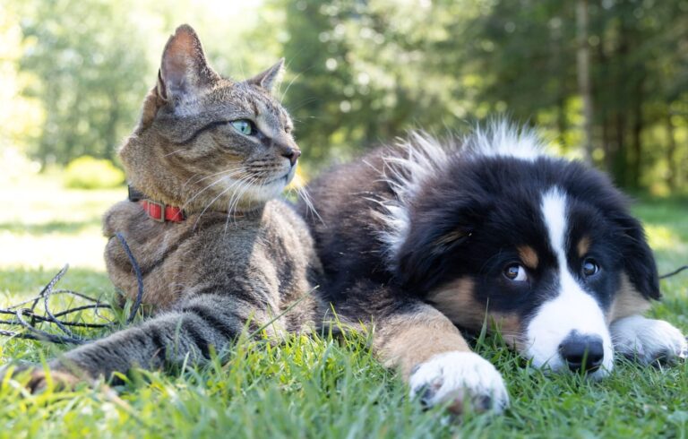 Cães e Gatos: como cuidar e poupar em tempos de crise