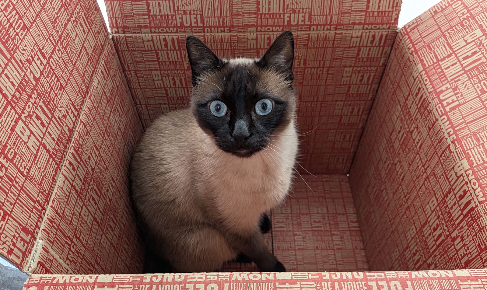 O meu gato dentro da caixa da encomenda da Prozis