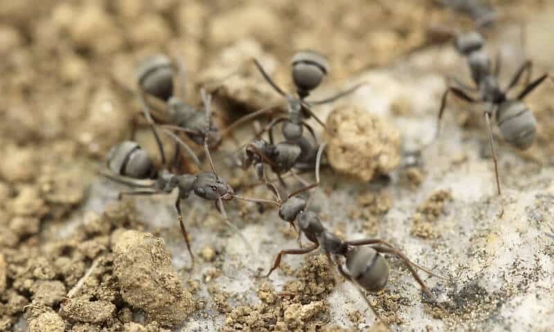 formigas